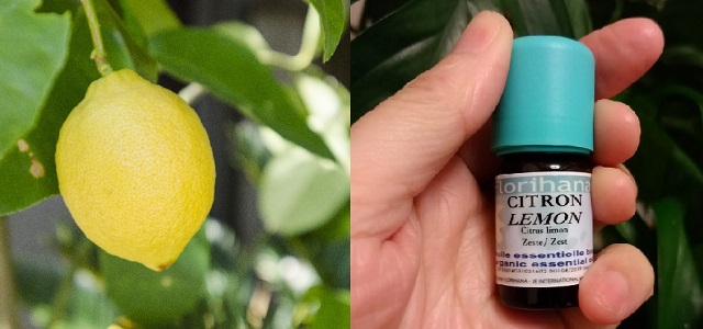 フロリハナ精油　レモンオーガニック　（5g/6ml）